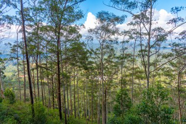 Haputale yakınlarındaki Thangamale Sığınağı, Sri Lanka.