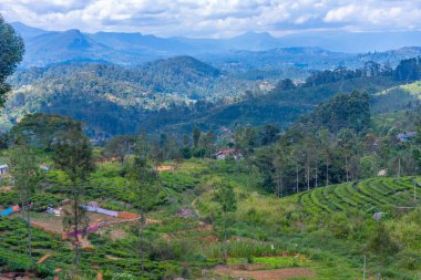 Sri Lanka 'da Haputale çevresindeki çay tarlaları.