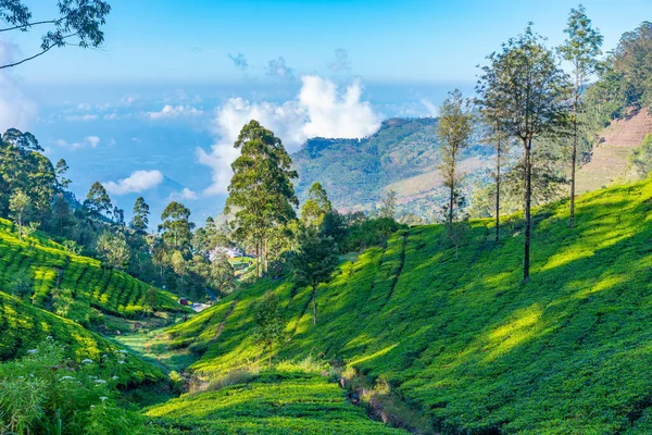 Haputale, Sri Lanka yakınlarındaki Lipton 'un Koltuğu çevresindeki çay tarlaları..