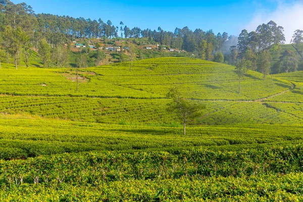 Plantaciones Alrededor Lipton Seat Cerca Haputale Sri Lanka — Foto de Stock
