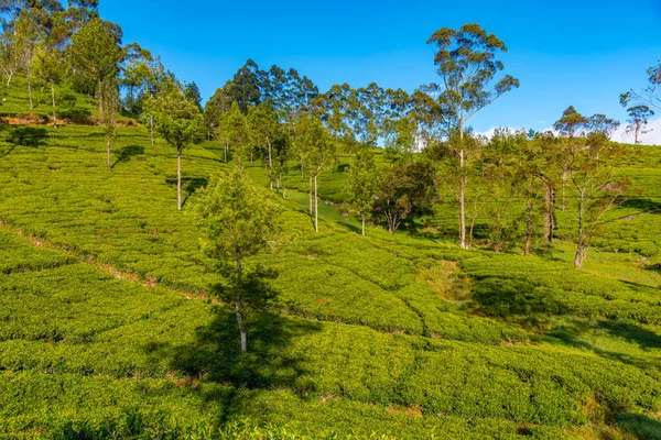 stock image Tea plantations around Lipton's Seat near Haputale, Sri Lanka.