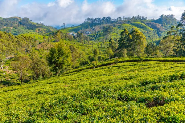 stock image Tea plantations around Lipton's Seat near Haputale, Sri Lanka.