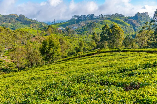 Stock image Tea plantations around Lipton's Seat near Haputale, Sri Lanka.