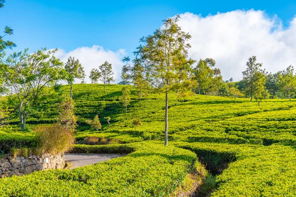 Чайные Плантации Вокруг Кресла Липтона Возле Хапутале Шри Ланка — стоковое фото