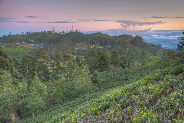 stock image Tea plantations around Lipton's Seat near Haputale, Sri Lanka.