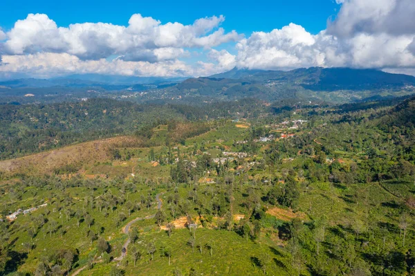 stock image Tea plantations around Haputale in Sri Lanka.