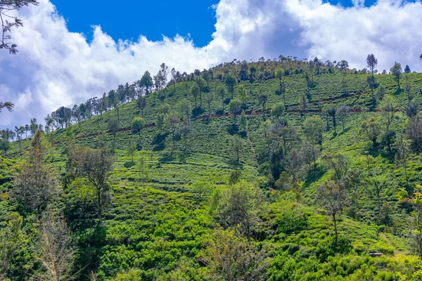 Plantaciones Alrededor Haputale Sri Lanka — Foto de Stock
