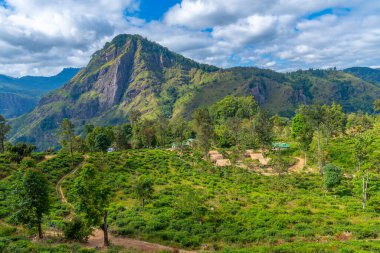Küçük Adam 'ın Ella, Sri Lanka' daki zirvesini çevreleyen çay tarlası..