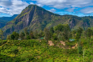 Küçük Adam 'ın Ella, Sri Lanka' daki zirvesini çevreleyen çay tarlası..