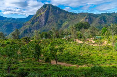 Küçük Adam 'ın Ella, Sri Lanka' daki zirvesini çevreleyen çay tarlası..