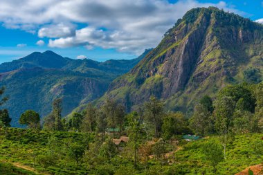 Küçük Adam 'ın Ella, Sri Lanka' daki zirvesini çevreleyen çay tarlası..