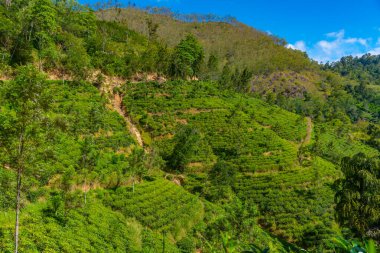 Sri Lanka 'da Ella çevresindeki çay tarlaları.