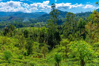 Sri Lanka 'da Ella çevresindeki çay tarlaları.