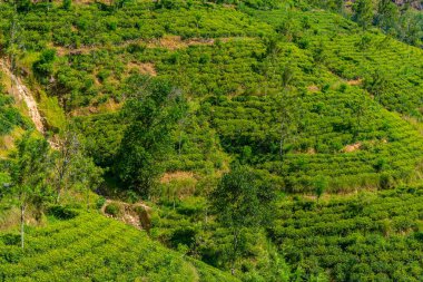 Sri Lanka 'da Ella çevresindeki çay tarlaları.