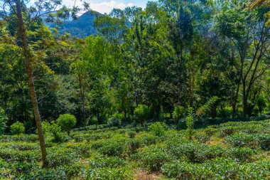 Sri Lanka 'da Ella çevresindeki çay tarlaları.