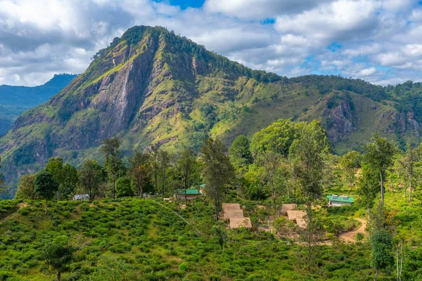 stock image Tea plantation surrounding Little Adam's peak at Ella, Sri Lanka.