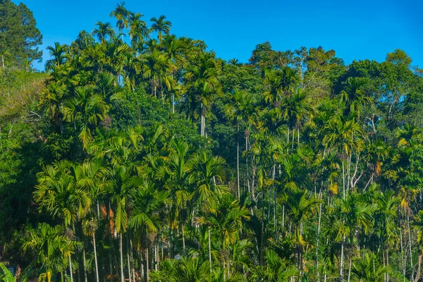 스리랑카 엘라의 야자나무 — 스톡 사진