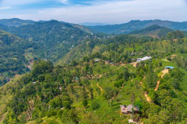 Küçük Adam 'ın Ella, Sri Lanka' daki zirvesini çevreleyen çay tarlası..