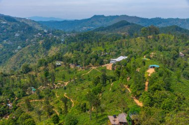 Küçük Adam 'ın Ella, Sri Lanka' daki zirvesini çevreleyen çay tarlası..