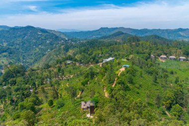 Küçük Adam 'ın Ella, Sri Lanka' daki zirvesini çevreleyen çay tarlası..