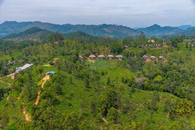 Küçük Adam 'ın Ella, Sri Lanka' daki zirvesini çevreleyen çay tarlası..