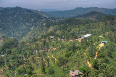 Küçük Adam 'ın Ella, Sri Lanka' daki zirvesini çevreleyen çay tarlası..