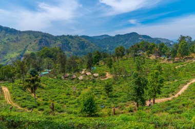 Küçük Adam 'ın Ella, Sri Lanka' daki zirvesini çevreleyen çay tarlası..