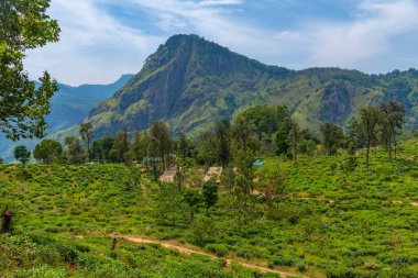 Ella Rock, Küçük Adam 'ın Ella, Sri Lanka' daki zirvesini çevreleyen çay tarlasının arkasında görüldü..