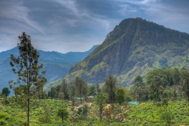 Ella Rock, Küçük Adam 'ın Ella, Sri Lanka' daki zirvesini çevreleyen çay tarlasının arkasında görüldü..