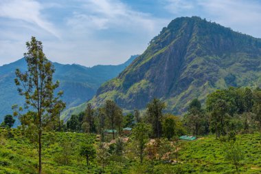Ella Rock, Küçük Adam 'ın Ella, Sri Lanka' daki zirvesini çevreleyen çay tarlasının arkasında görüldü..