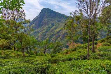 Ella Rock, Küçük Adam 'ın Ella, Sri Lanka' daki zirvesini çevreleyen çay tarlasının arkasında görüldü..