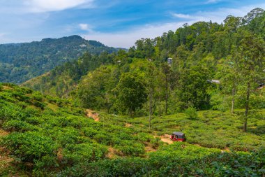 Küçük Adam 'ın Ella, Sri Lanka' daki zirvesini çevreleyen çay tarlası..