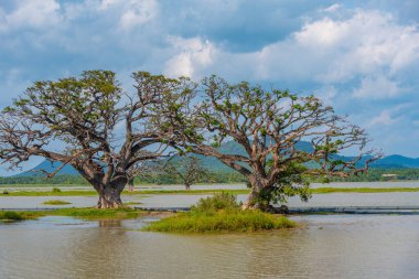 Sri Lanka 'daki Tissa Weva Gölü.