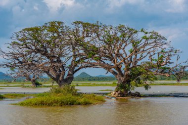 Sri Lanka 'daki Tissa Weva Gölü.