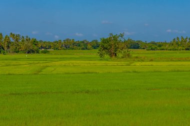 Güneşli bir günde Tissamaharama, Sri Lanka 'daki pirinç tarlaları.