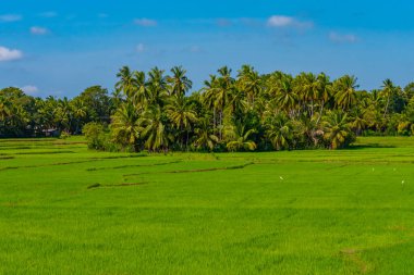 Güneşli bir günde Tissamaharama, Sri Lanka 'daki pirinç tarlaları.
