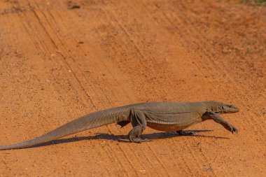 Bengal gözlemcisi kertenkele Sri Lanka 'daki Bundala Ulusal Parkı' nda.