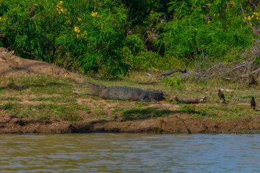 Sri Lanka 'daki Bundala Ulusal Parkı' nda soyguncu timsah..
