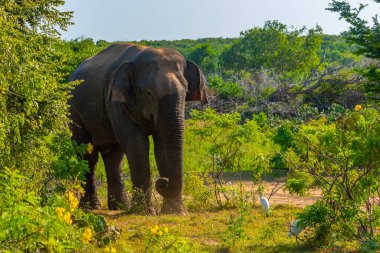 Sri Lanka 'daki Bundala Ulusal Parkında Asya filleri.