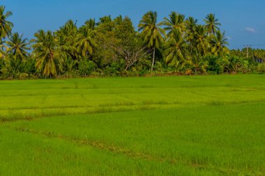 Güneşli bir günde Tissamaharama, Sri Lanka 'daki pirinç tarlaları.