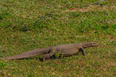 Bengal gözlemcisi kertenkele Sri Lanka 'daki Bundala Ulusal Parkı' nda.