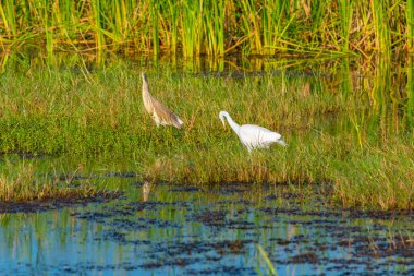 Sri Lanka 'daki Bundala Ulusal Parkı' nda mor balıkçıl..