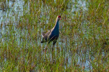 Sri Lanka 'daki Bundala Ulusal Parkı' nda Gri Saçlı Bataklık.
