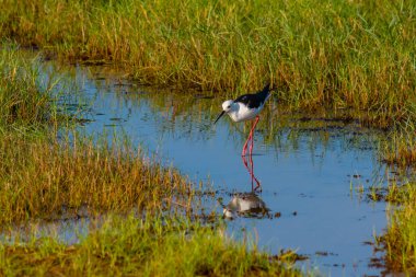 Sri Lanka 'daki Bundala Ulusal Parkı' nda Siyah Kanatlı Stilt.
