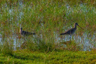 Sri Lanka 'daki Bundala Ulusal Parkı' nda siyah kuyruklu gerzek..