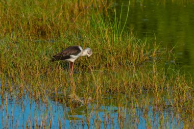 Sri Lanka 'daki Bundala Ulusal Parkı' nda Siyah Kanatlı Stilt.