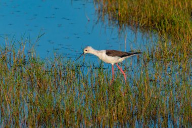 Sri Lanka 'daki Bundala Ulusal Parkı' nda Siyah Kanatlı Stilt.