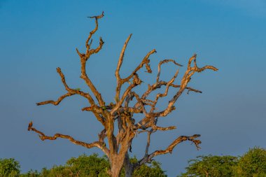 Sri Lanka 'daki Bundala Milli Parkı' ndaki bataklıklar.