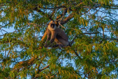 Sri Lanka 'daki Bundala Ulusal Parkı' nda mor yüzlü langurlar.