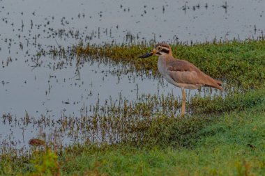 Sri Lanka 'daki Bundala Ulusal Parkı' nda büyük taş kıvrımı..